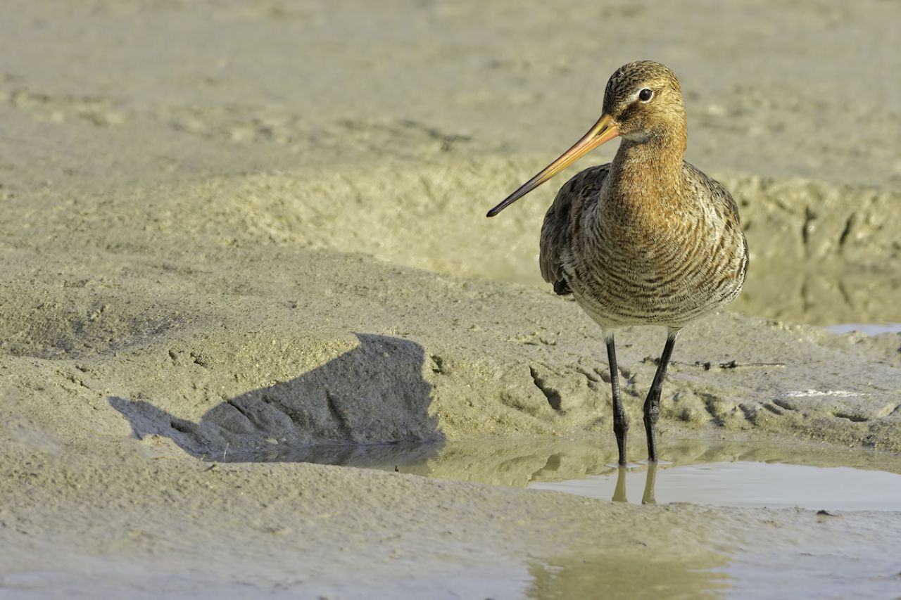 Pittima reale (Limosa limosa)